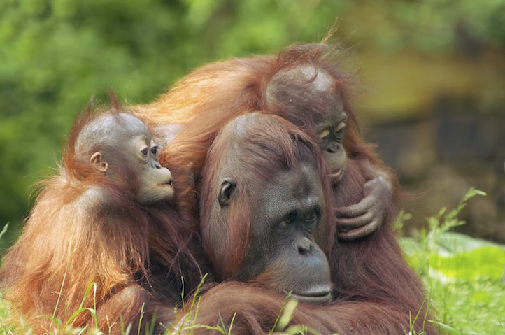 mother orangutan with her cute babies